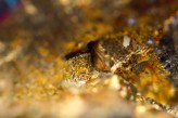 Two Gold Stocks to Hold On – FNV and BTO