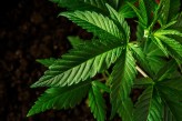 3 Nasdaq listed stocks to look at: Canopy Growth, Aphria & Zynerba Pharmaceuticals