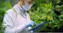 One mid-cap Healthcare stock to Watch  – WEED
