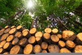 Business Insights on  Forestry Stock– ADN