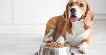 Business Insights on  one Consumer Discretionary  Stock– PET
