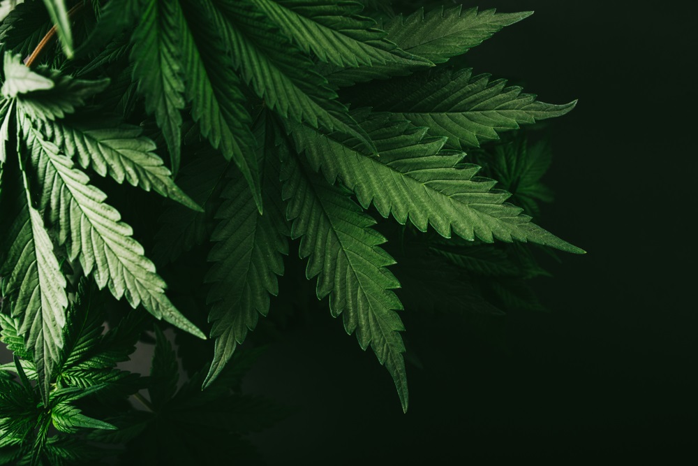 Two Pot Stocks to Punt on – OGI and CWEB