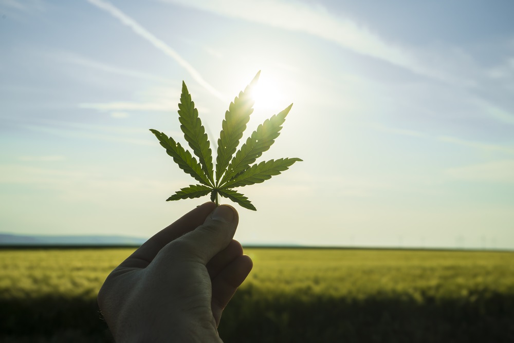 How the Needle is Moving on These Cannabis Stocks – WEED and CRON