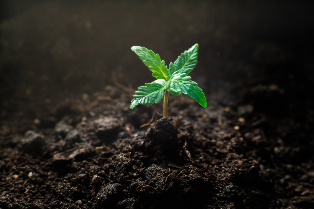 Two Cannabis Stocks under Watch – ACB and HEXO