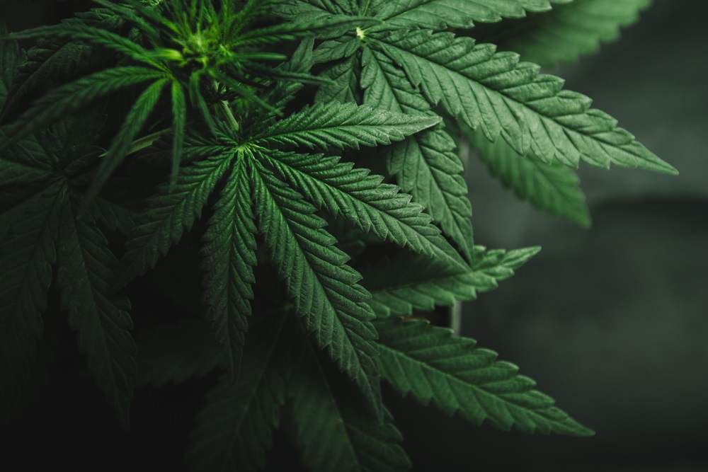 Should Investors Avoid this Cannabis Stock - ZENA