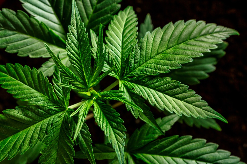 Two Pot Stocks to Punt on – CWEB and VLNS