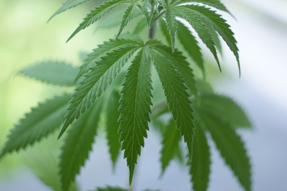 Two Pot Stocks to Punt on – CWEB and DN