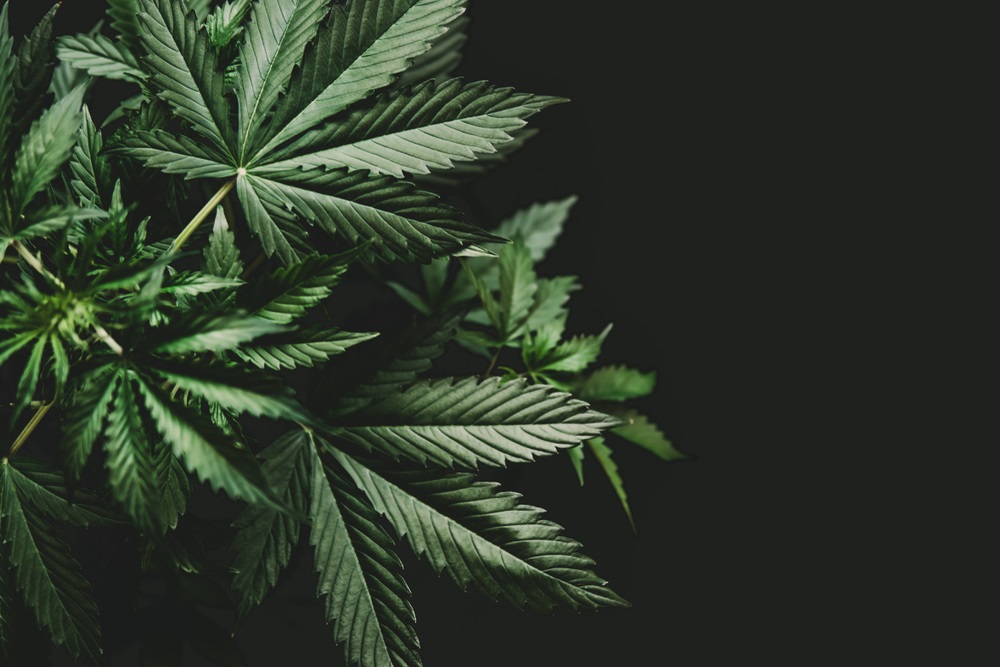 Two Cannabis Stocks to Punt on – CWEB and DN