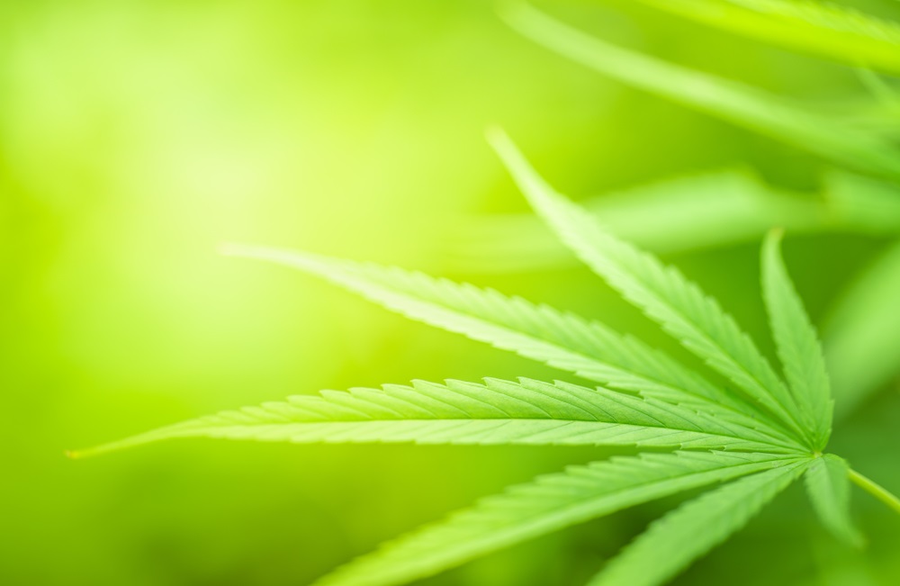 Two Cannabis Stocks to Punt on – AH and DN