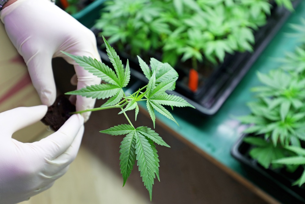 One Healthcare Stock under the Radar- WEED