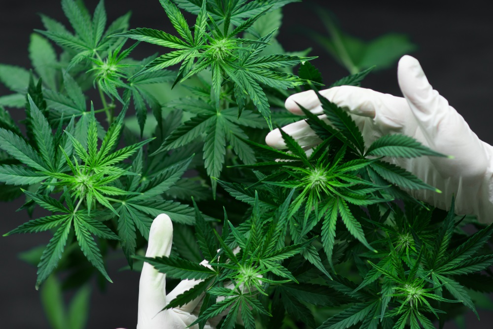  One Small Cap Cannabis Stock to Watch – AVNT