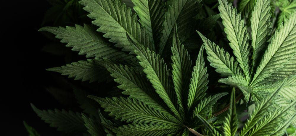 Compelling Bet on This NASDAQ Listed Cannabis Stock - TLRY