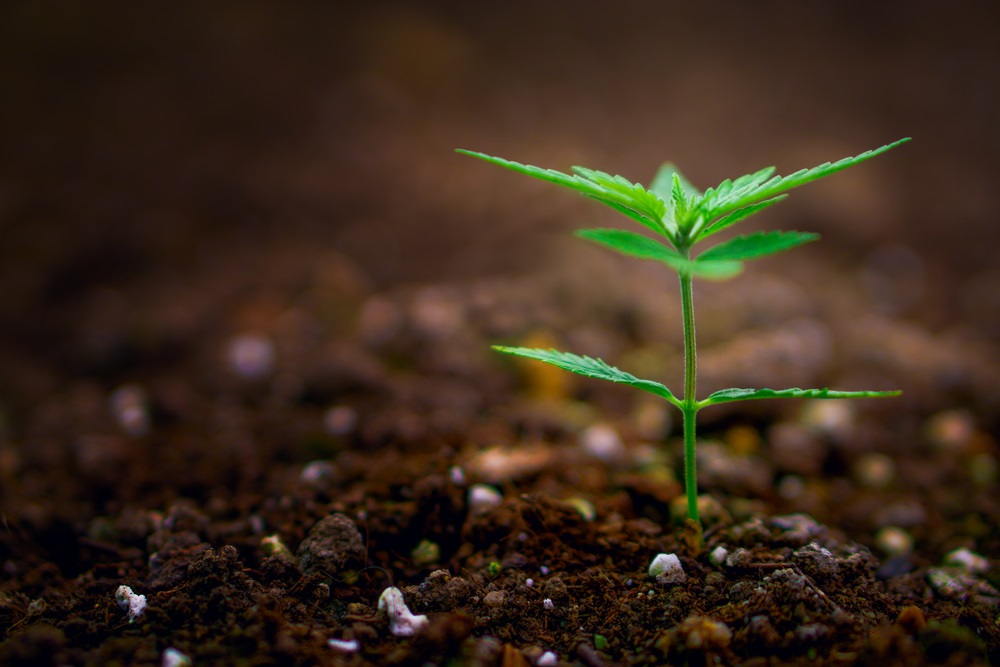 One Small Cap Cannabis Stock to Punt On- DN