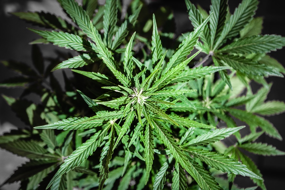 One Mid Cap Cannabis Stock to Punt On - WEED