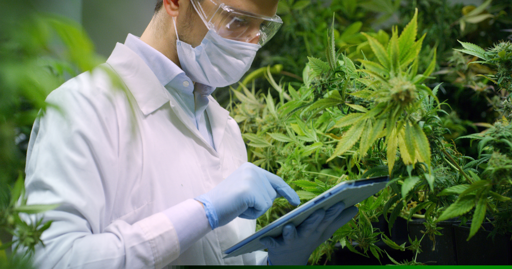 One mid-cap Healthcare stock to Watch  – WEED