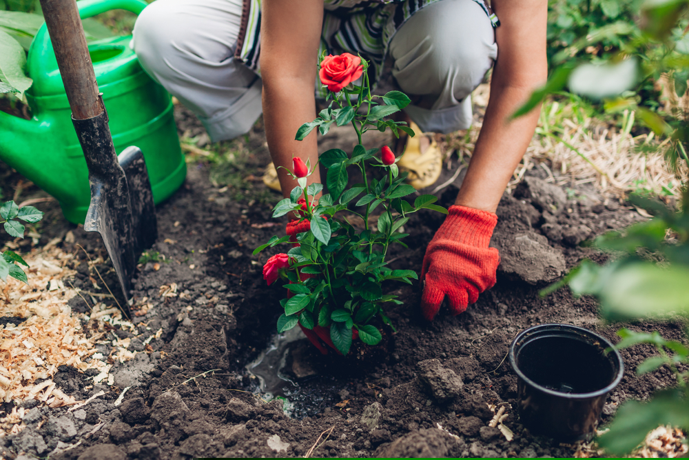 One Garden Care Stock to Consider Amidst Difficult Environment – SMG