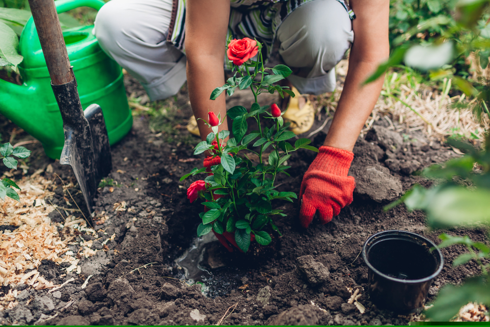 How is This Lawn and Garden-care Stock Performing – SMG