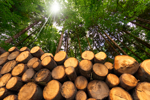 One Small-Cap Forest Products Stock to Buy – ADN