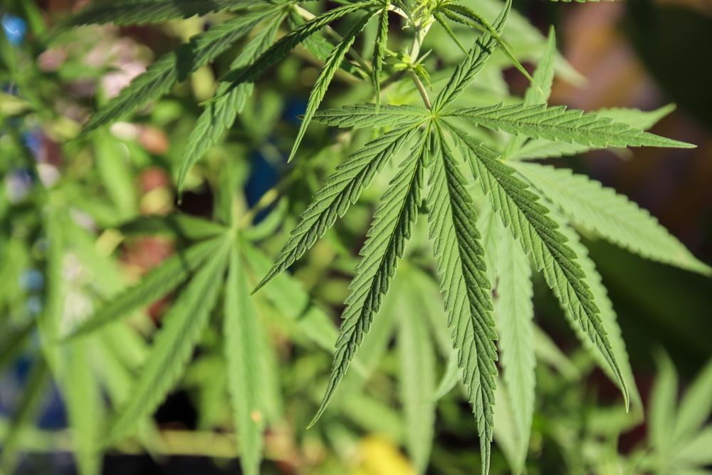 Global Health Clinics – Positioned to Benefit From Expanding Medical Cannabis Adoption