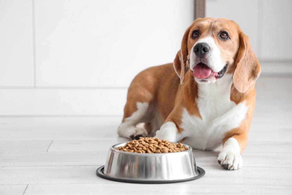 Business Insights on  one Consumer Discretionary  Stock– PET