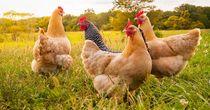 One Food Stock Trading Near Resistance Levels – VITL