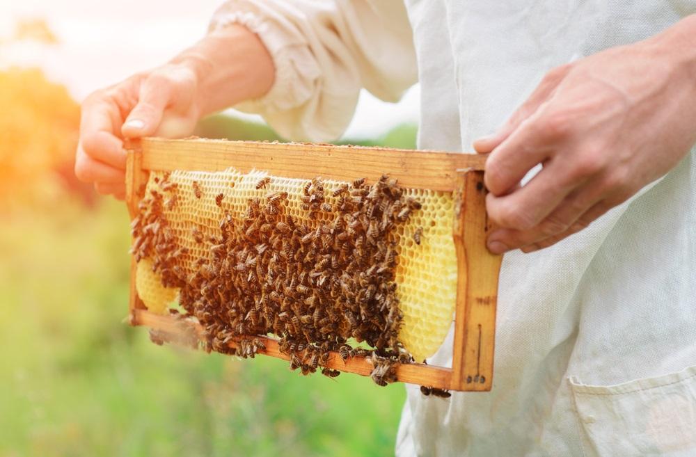 What’s Trending With This Manuka Honey Stock - CVT