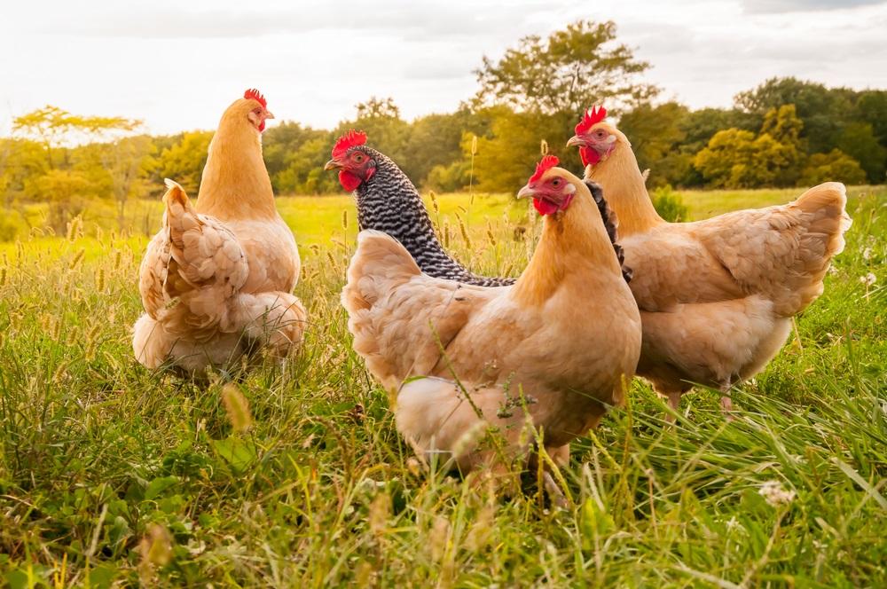 One Food Stock Trading Near Resistance Levels – VITL