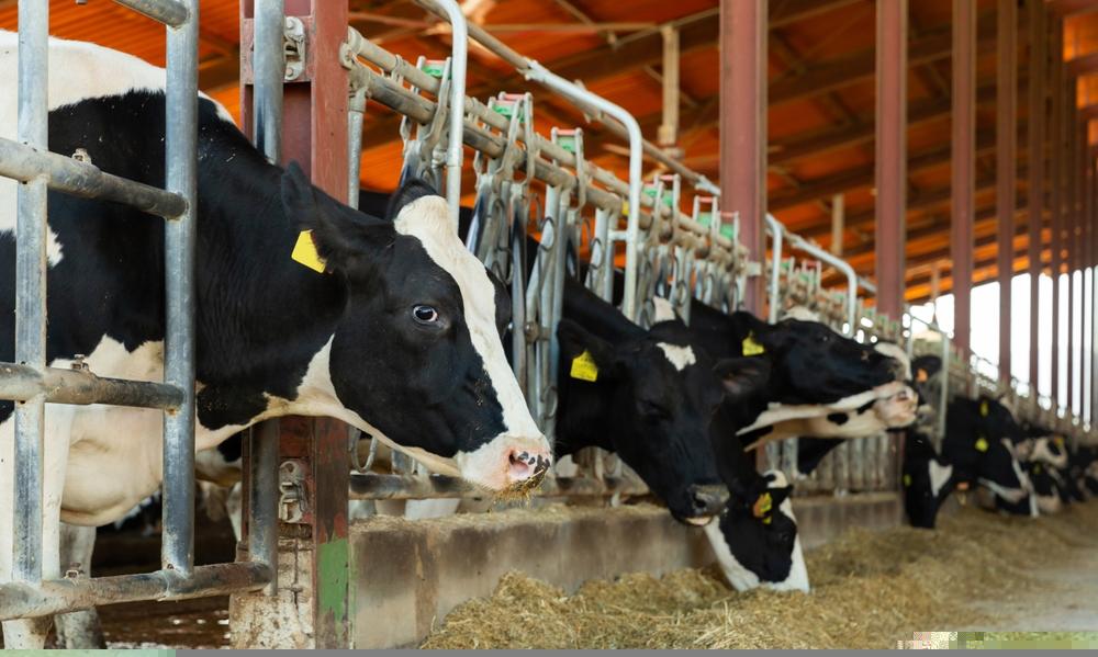 How Is This Dairy Stock Performing – FCG