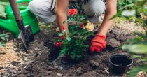 One Garden Care Stock to Consider Amidst Difficult Environment - SMG