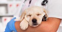 Pets at Home Pounces Back – Investors Sniff Out Growth Ahead: PETS