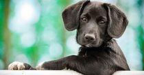 PETS Shock Move - Why Smart Money Is Circling Pets at Home?