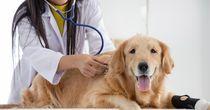 A Compelling Opportunity for Pets at Home in the Resilient Pet Care Market - PETS