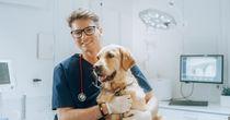 An Update on One Veterinary Services Stock Post H1 FY25 Results - CVSG
