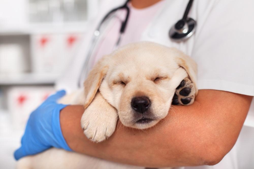 Pets at Home Pounces Back – Investors Sniff Out Growth Ahead: PETS