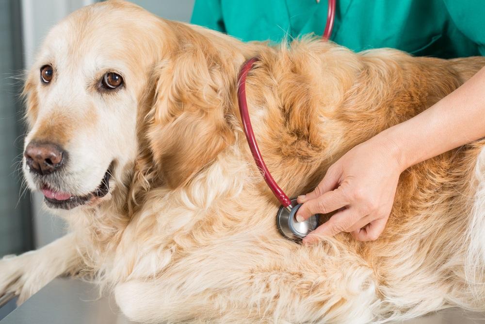 LSE Healthcare Stock Valuation Looks Overextended as Tariff Threats Loom- CVSG
