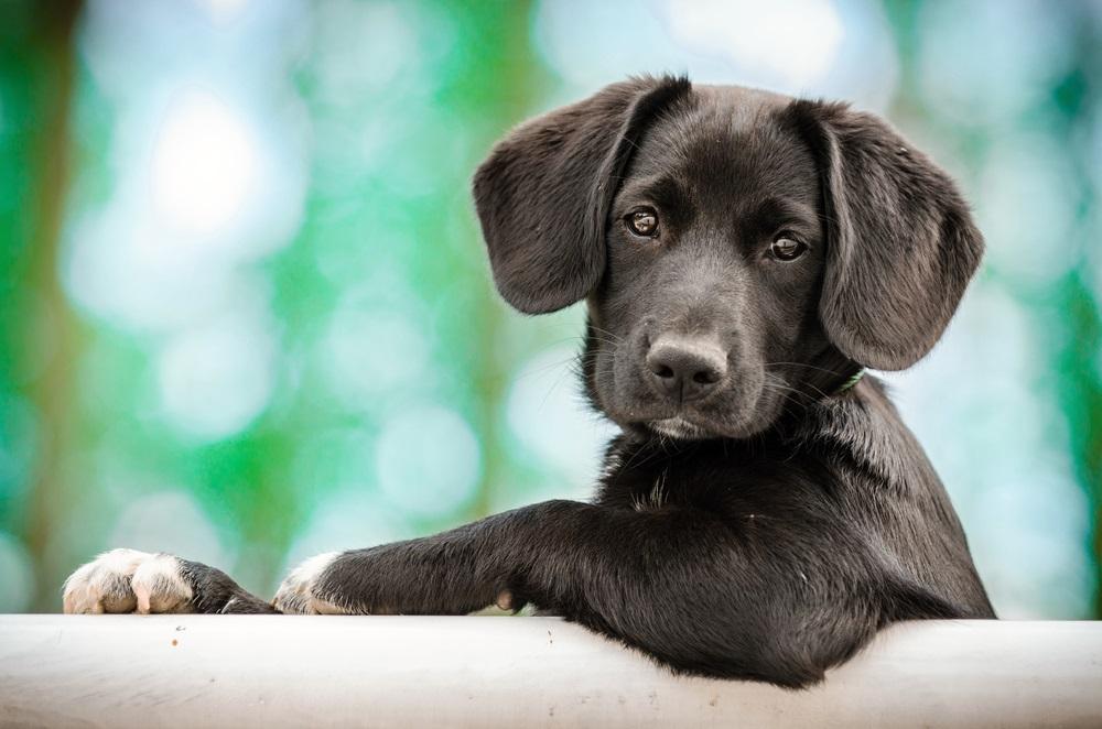 PETS Shock Move - Why Smart Money Is Circling Pets at Home?