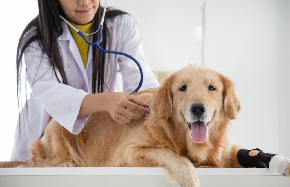 Pets at Home’s Comfort Zone Is Shrinking As Costs And Competition Bite - PETS