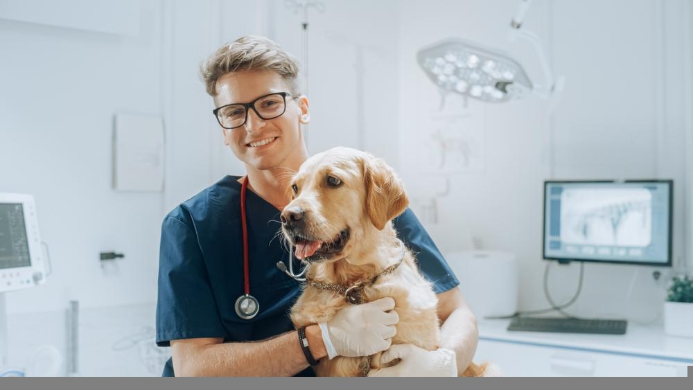 An Update on One Veterinary Services Stock Post H1 FY25 Results - CVSG