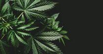 Technical Analysis on One NASDAQ- Listed Cannabis Stock – CGC