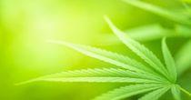 Technical Analysis on One NASDAQ- Listed Cannabis Stock- TLRY