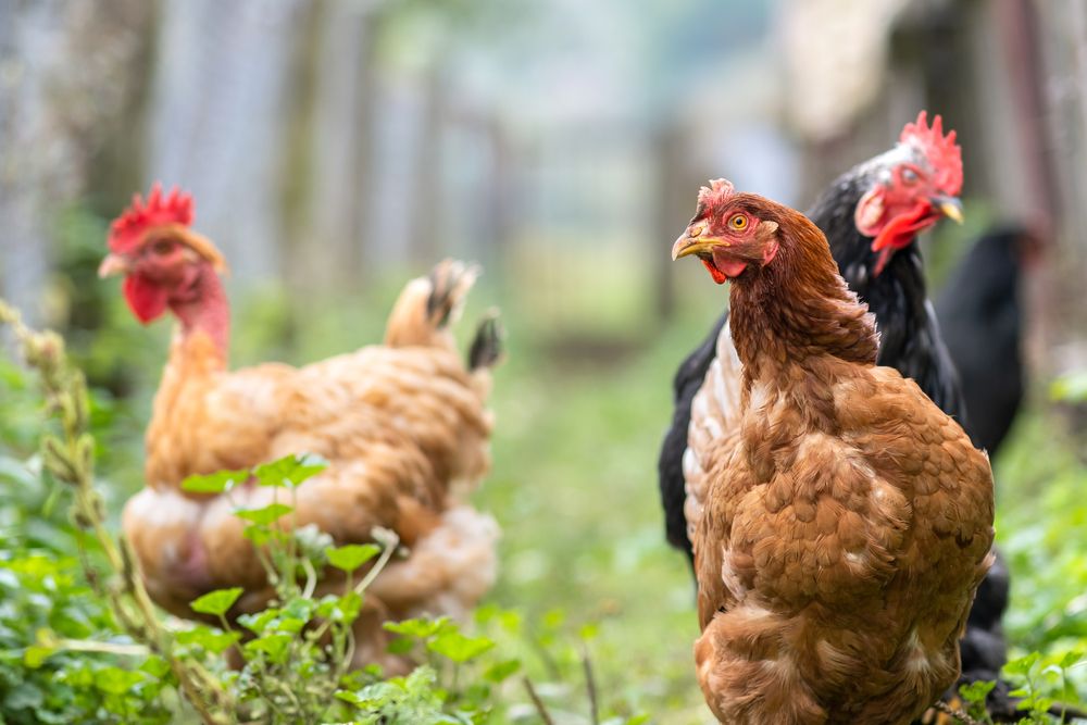 One Farming Stock at a Buy Level for Long-Term Growth - VITL