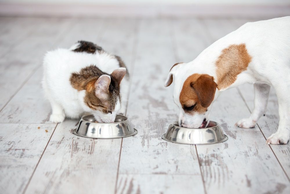 Should you Stay Invested in this Animal Food Manufacturing Firm - DAR
